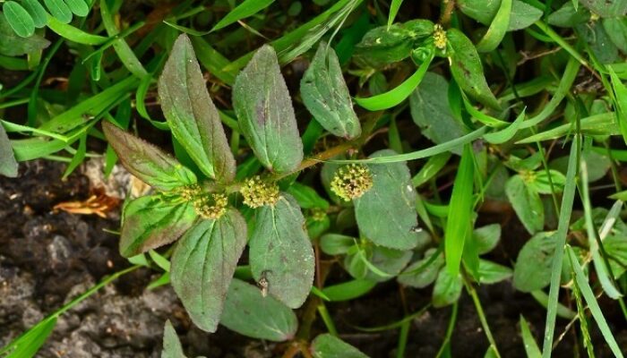 Khasiat Daun Patikan Kebo untuk Kesehatan Tubuh