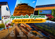 Agrowisata Kayumas Situbondo, Surga Kopi di Lereng Pegunungan