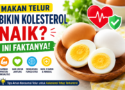 Makan Telur Bikin Kolesterol Naik? Ini Faktanya