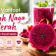 Manfaat Buah Naga Merah