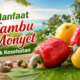 Manfaat Jambu Monyet