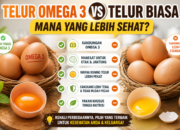 Yuk Simak!, Ini Perbedaan Telur Omega 3 dan Telur Biasa