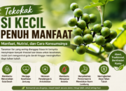 Tekokak untuk Kesehatan: Manfaat, Nutrisi, dan Cara Konsumsinya